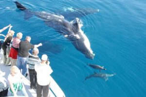 Day trip whale watching and sightseeing in Tarifa, group of swimming wales and dolphins